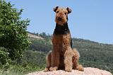 AIREDALE TERRIER 278
